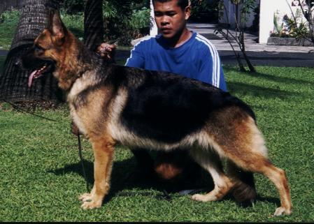 SG Merry von der Urbecke