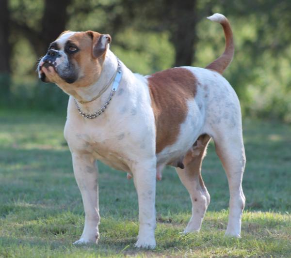 Gangsta's Maggie of Casper Kennel