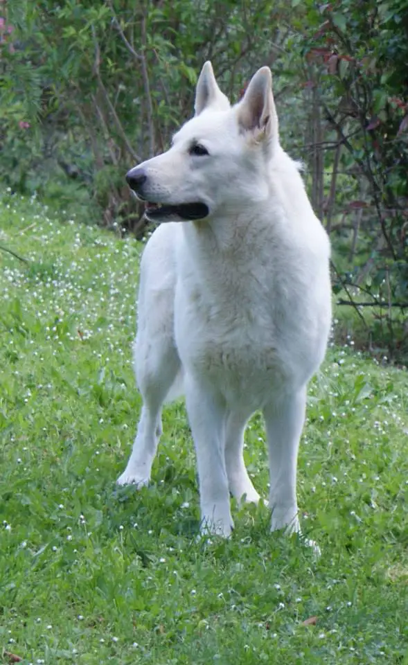 MULTI CH (Austrian Champion , Croatian Champion) Majestics Agar