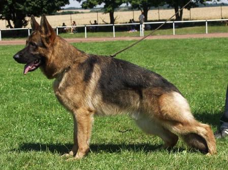 V Quentin von Arlett (Canil Assyrius - Brasil)