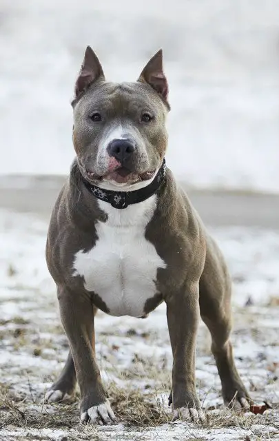 CAC, R.CAC Dilvar Blu-Diamond-Rose