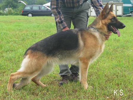 V4 USA Vera vom Angelbaum