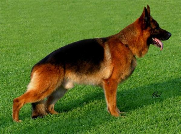 VA(RU), RUS CH Zilber Vasserfall Mendeley