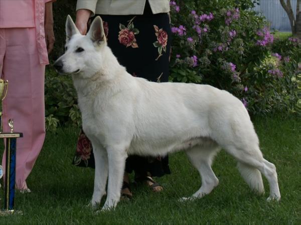 GRCH Surefire Stella Blue Starr