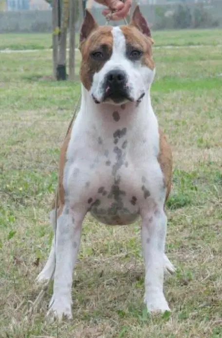 Sitting Bull Defender Days Blood