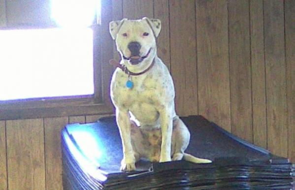 CH Bluegrass Princess