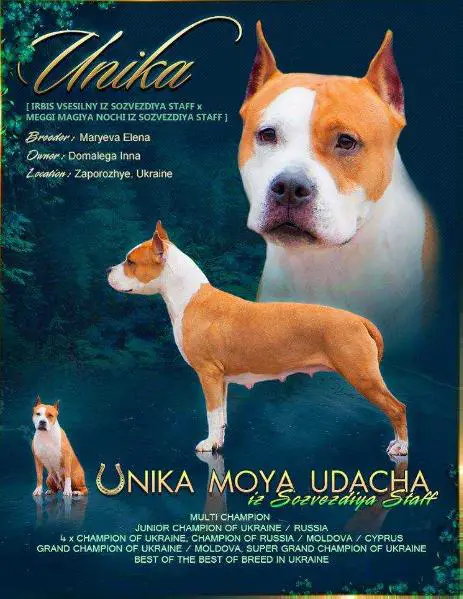 GRCH Unika Moya Udacha Iz Sozvezdiya Staff