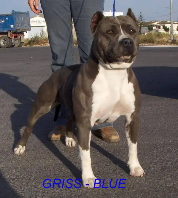 Griss-Blue