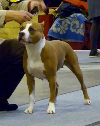 Jessy's Jewel Sentinel