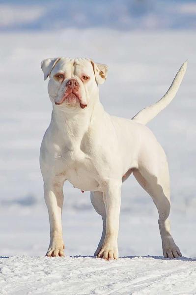 Volgabulls Asteriya White