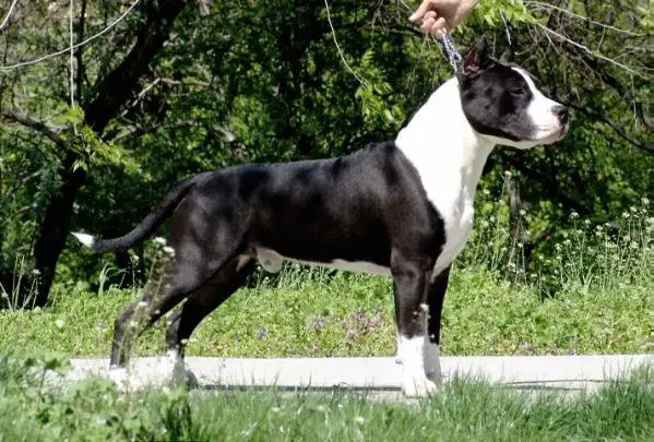 Bakaroro End Itubori Glorioso Fakir PNX