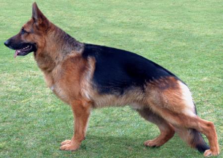 V Dacapo vom Sodinger Land