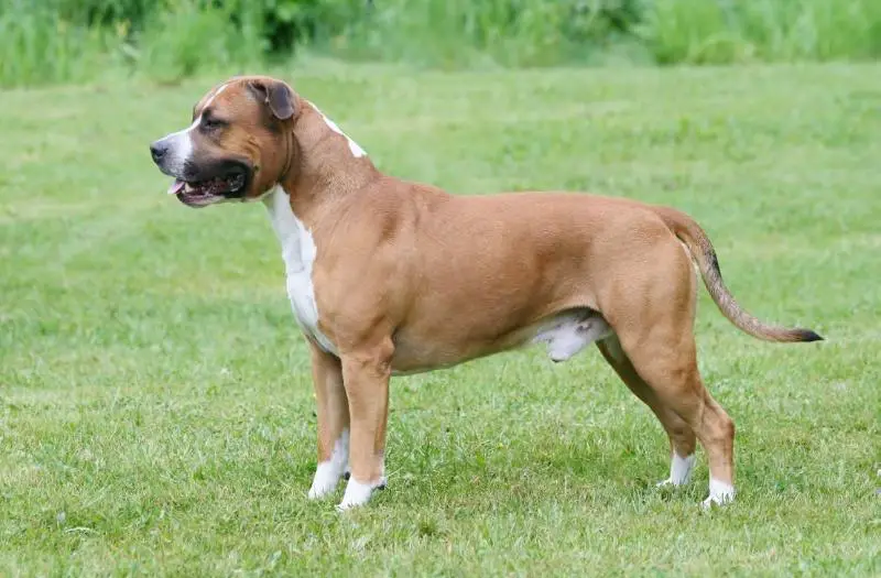 FIN CH FIN JW-05 Tko Made In Gold