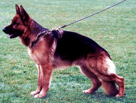 Cliff vom Haus Zieglmayer