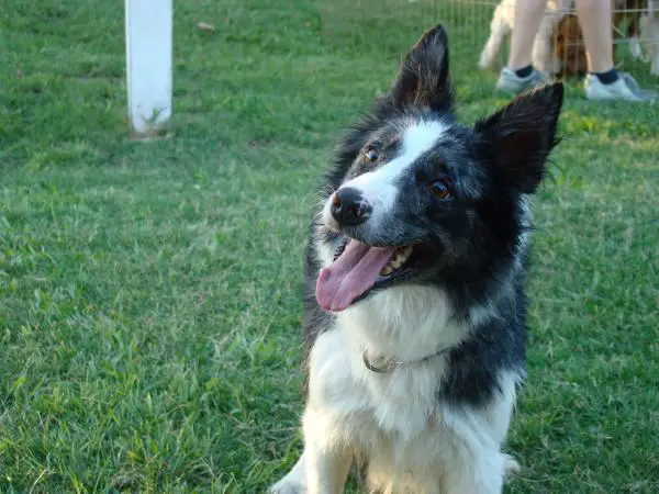 M'Zeta Jhones Hundewelt