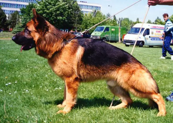 V Remus Gundo