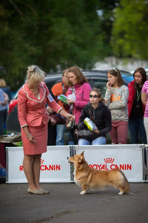 JCH, CH RUS, BEL, CZ Nostalgi Be Happy