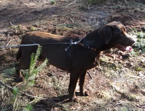 Pepsi z Zacisza Przylasku Tyczynskiego