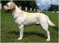 Maser z Grondu Harbiego Malmesbury