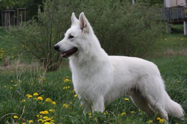 DT. CLUB CHAMPION Abraxas vom Heiligen Gral