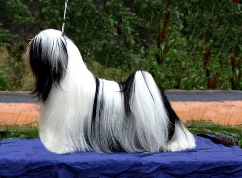 FI & BR CH Chic Choix Majestic Parti