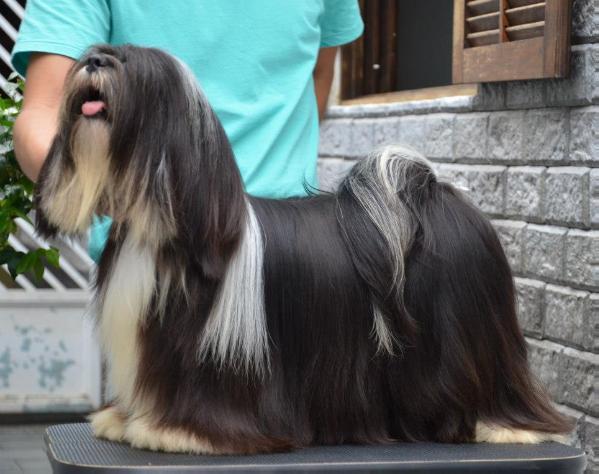 Ui Tango Morena de Angola