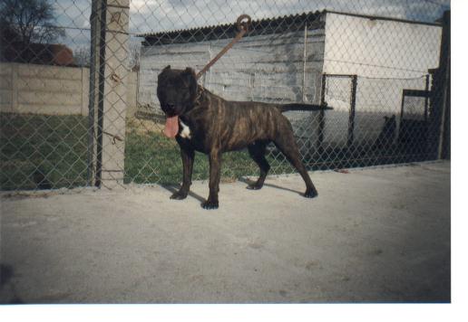 Nebojsza Kincse Tini