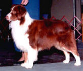 CH (AKC) Outlaws Legend of Old West