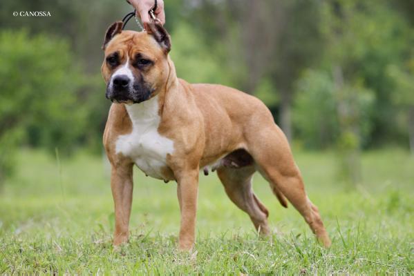 CH.PL. BEAUTIFUL GIRL Canossa