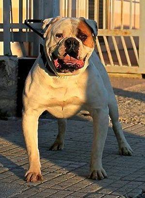 Chiaradia's My Little Boy of Massimo