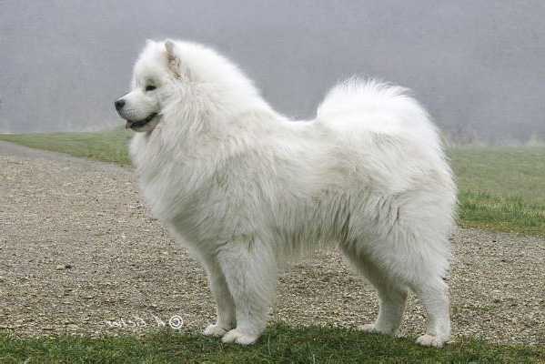 JCH Magic White Amarok Di Vallombrosina