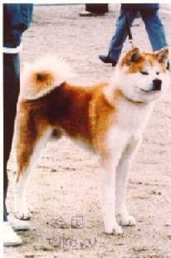 Tougoku Go Shimoda Kurofune