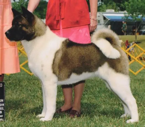 AKC CH Blak Jak's Alchemist Aries Is A Diva