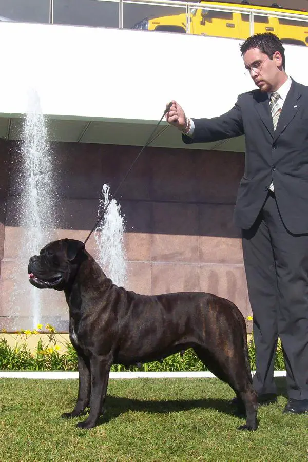 GCH/LAT CH Little Queenie Alma Stone