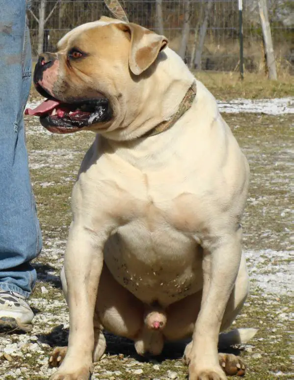 Brave Heart's Meathead Of Nyga PH.27.27