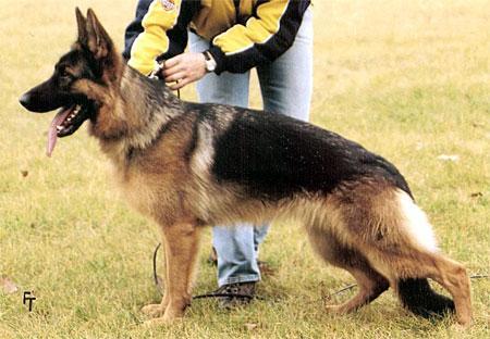 V1 (SG9 BSZ JKH 02) Wega vom Ochsentor