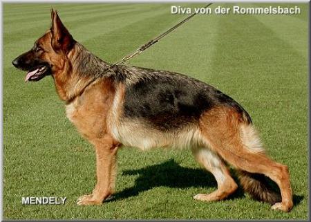 V Diva von der Rommelsbach