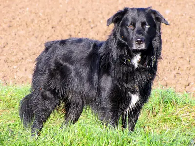 Sobelkustens Morten Britse