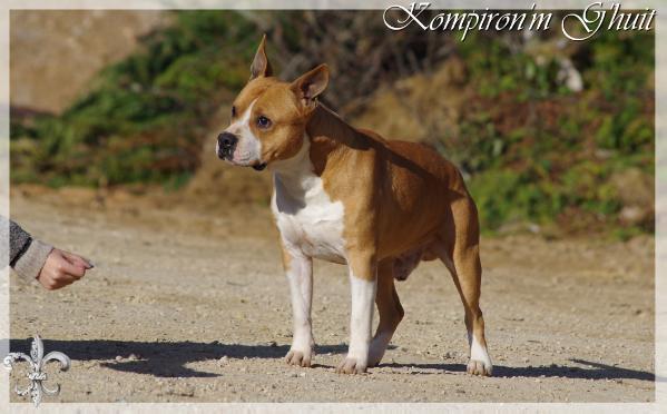 Flechazo G'huite Kom Piron M