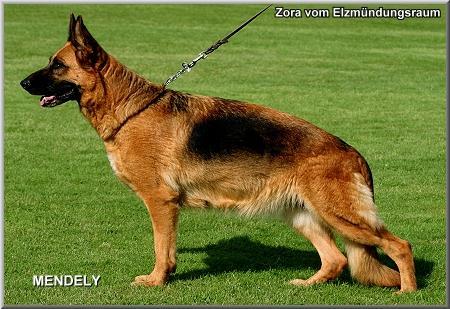 V Zora vom Elzmündungsraum