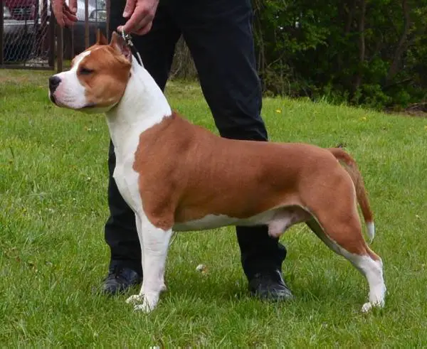 WW, RES EW Atlas Teo King Of Ring's