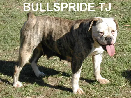 Bullspride TJ