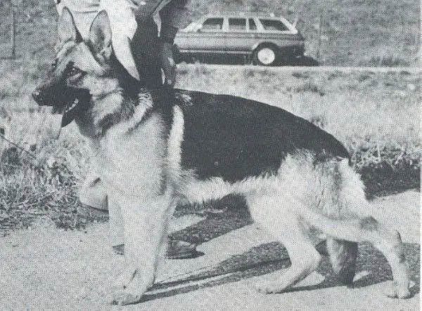 V Alfi vom Wiesenborn