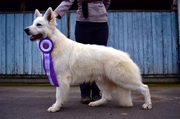 GRCH Surefire King Solomon V Parson