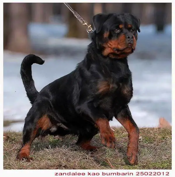 Zandalee kao Bumbarin