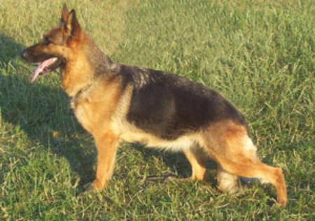 V Königin Blue-Iris