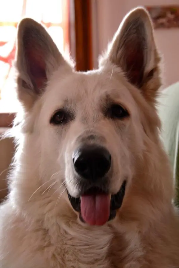 Lion Heart Marley del Branco Selvaggio