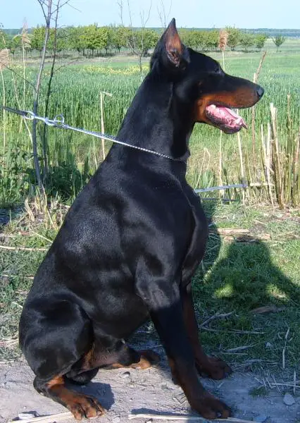 Anda's Puppy D'Artagnan