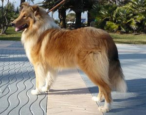 Sir Zador vom Brüggener-Land