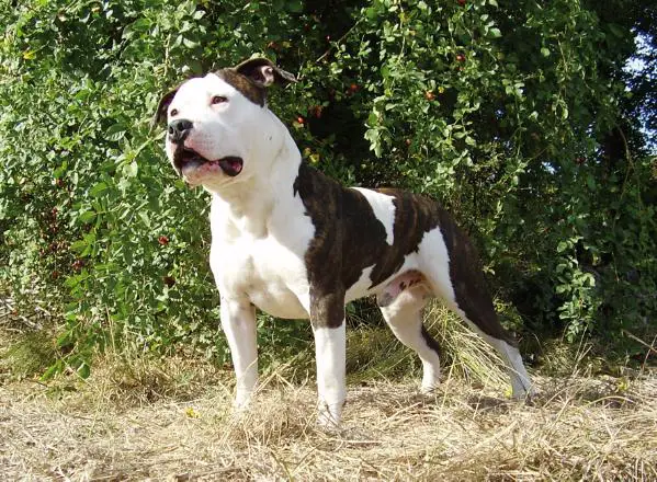 Billy The Kid de la Griffe du Dragon